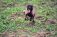 malinois puppies