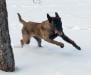 malinois puppies