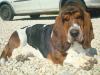basset hound