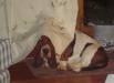 basset hound