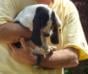 puppy basset hound