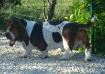 basset hound