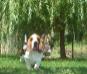 magnificent basset-hound 