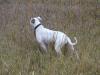 Yankee Doodle Daisy III
