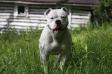 Sugar Bear of Boyds