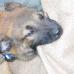 DeMeaux Malinois