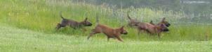 DeMeaux Malinois
