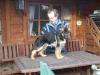 März 2008 Leska ist hier 17 Wochen alt