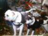 biker dogs