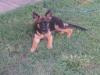 DAIRA 3 MESES
