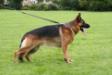 Ciro (2 years old)