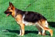 Zaska von der Rolandsburg Picture
