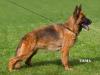 Fritzi vom Haus Malle Picture