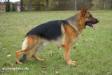 Esico von Scrapelowe Picture