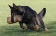Luna von der Adelegg Picture