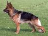 Java von der Grafschaft Mark Picture