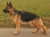 Anka von Pallas Athene Picture