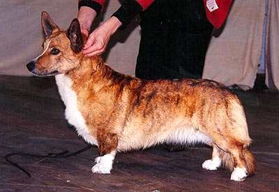 CH Rodwell WISH ME LUCK