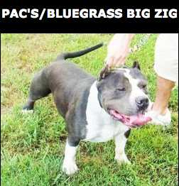 Pac/Bluegrass' Big Zig
