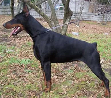 CAC CACIB BOB elecktra di baia nera