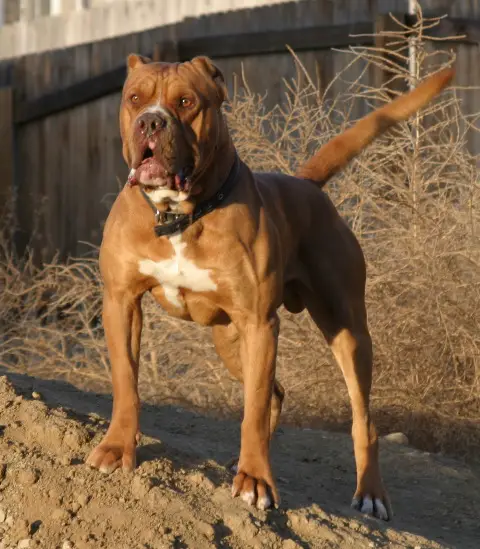 Bolderbullies Big Red
