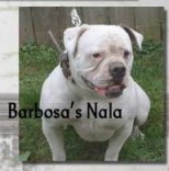 Barbosa's Nala