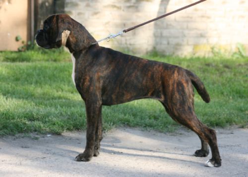 JCH Charmed Rune of Kellaney