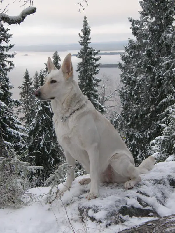 Talviyön Kultu Kimallus