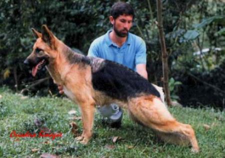 VA1(COL SIEGER)GHKH Ferrida aus dem schwarzen Zwinger