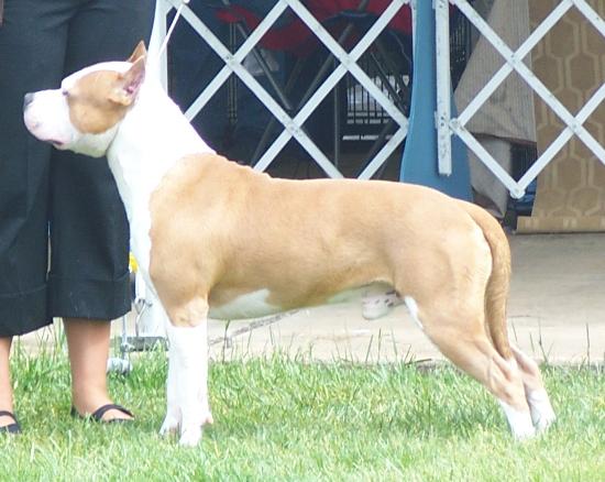 CH Blue Nile's Gotti