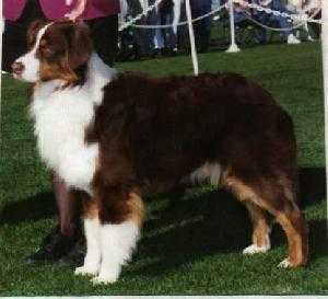 CH Heartfire Smokn Gun of Oldwest