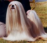 Whisborne Brooksbjur SuperTrouper