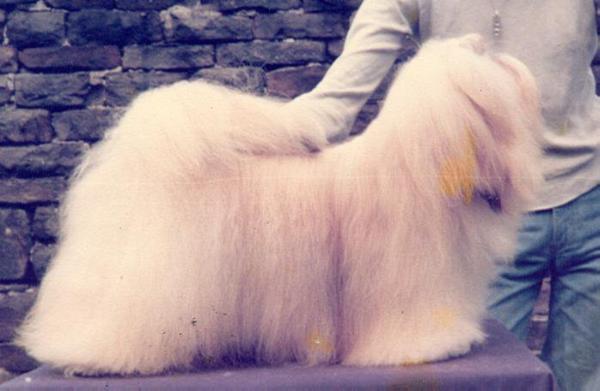 Saxonsprings Cascade