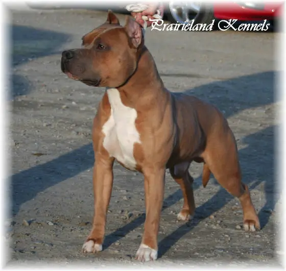 AKC CH/ UKC GRCH Pathand's Jack of Hearts at PLK