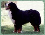 Odenhills Xodus