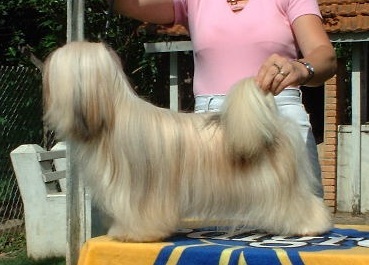 BRAS CH Martins Sanlo Omega Puff