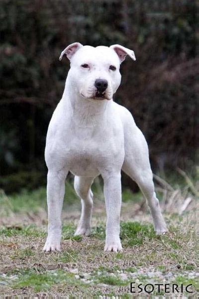 Rounder's and Retro's Storm Trooper