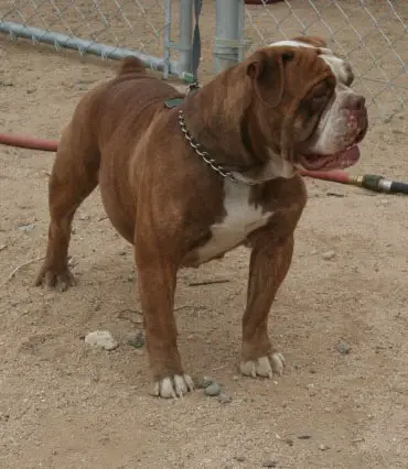Outlaw's Heidi