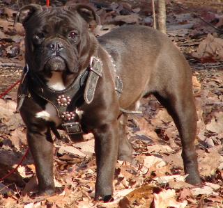 Cajah's Mountain Black Bear
