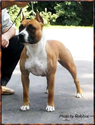 Srcky's Ruby Little Queen