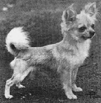 CH Yeosinga Spellbinder