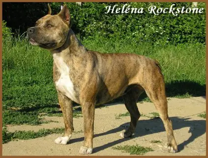 Helena Rockstone