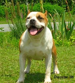 U-GRCH Gaff's Boomerang Of Braveheart