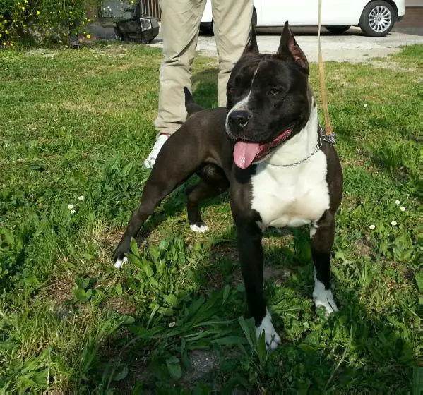 Real Am Staf Pandora