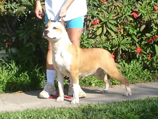 Dafine Strong Fortress Dog's