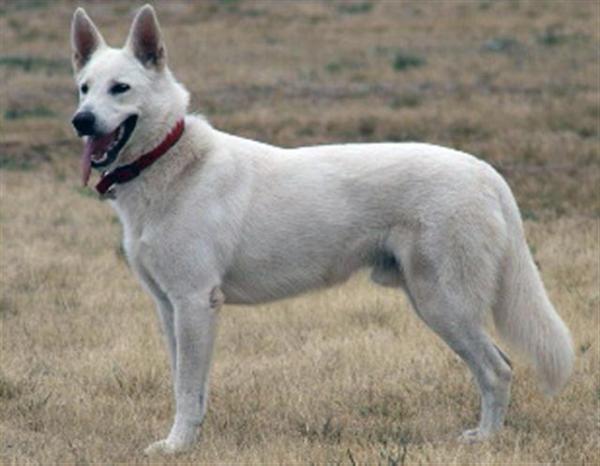 Mikassi Lakota