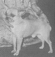 Royal Piper of Belmuriz