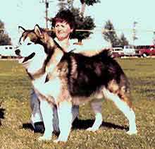 Am/Can.Ch.WTD,WWPD Oopik's Apache Grey