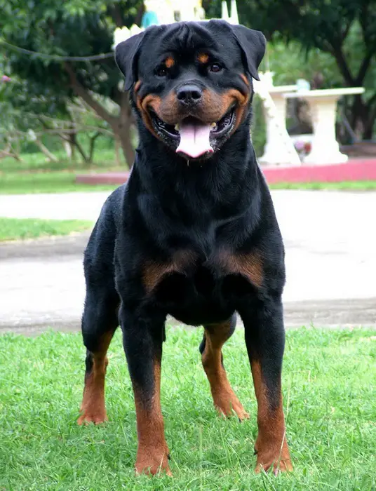 pedigree rottweiler