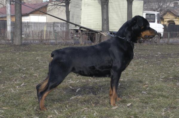 2CWC Black turk winona